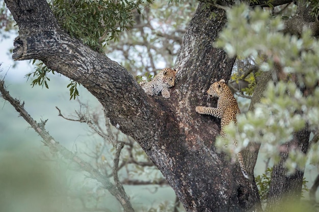 Photo low angle view of squirrel on tree