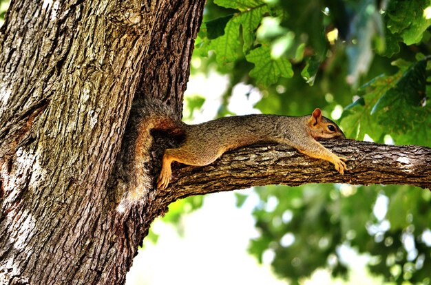 Low angle view of squirrel on tree