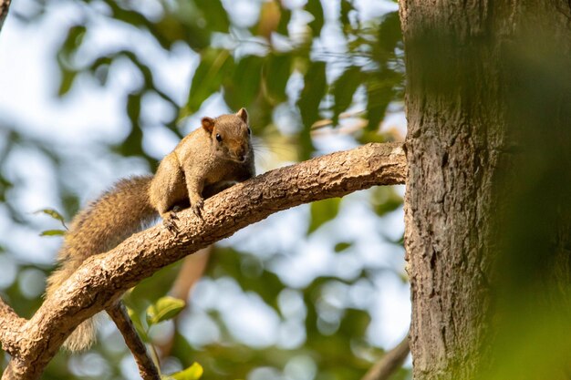 Low angle view of a squirrel on tree