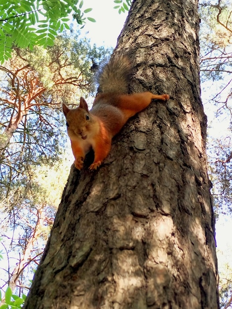 Foto vista a basso angolo dello scoiattolo sull'albero