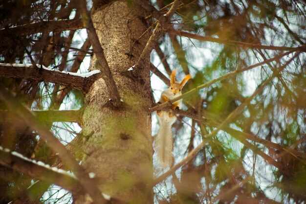 Photo low angle view of squirrel