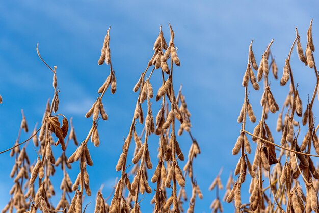 Low angle view of stalks against blue sky