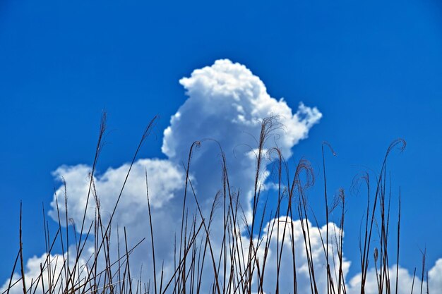 Low angle view of stalks against blue sky