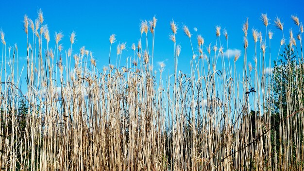 Low angle view of stalks against blue sky