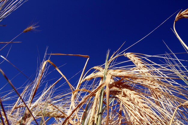 Low angle view of stalks against blue sky