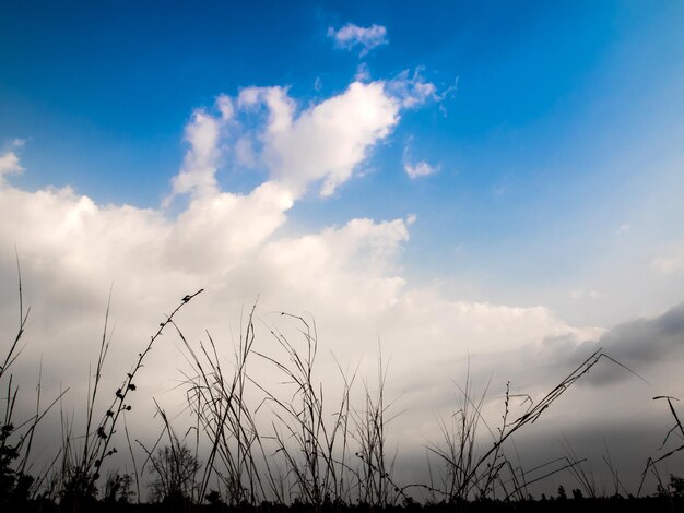 Low angle view of stalks against sky during sunset