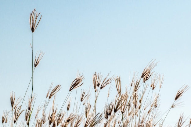 Low angle view of stalks in field against clear sky