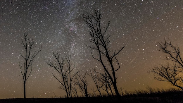 夜の星のフィールドの低角度のビュー