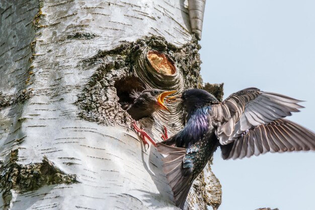 Low angle view of starling feeding its young against the sky