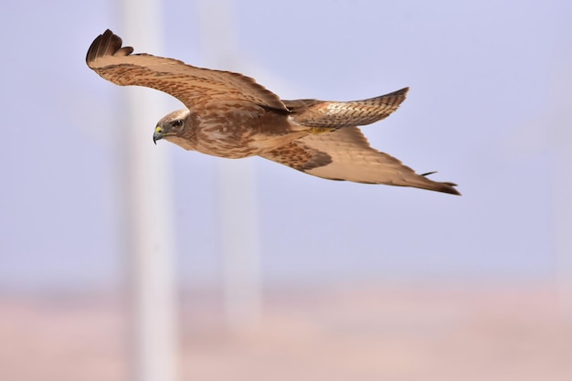 Foto vista a bassa angolazione di un avvoltoio delle steppe che vola contro il cielo