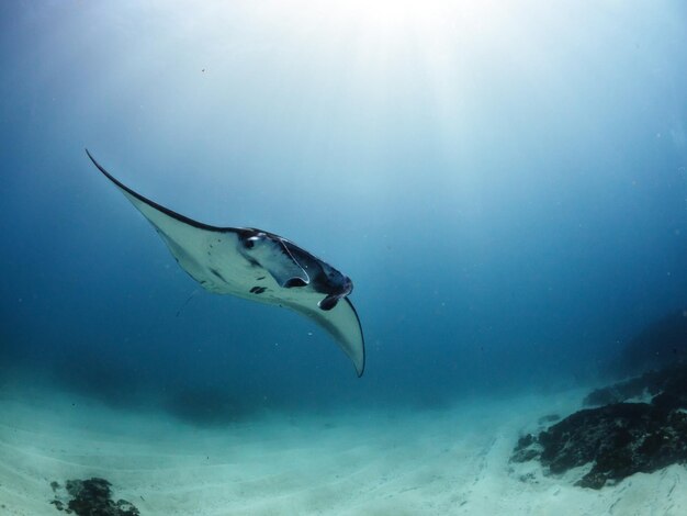 Photo low angle view of stingray swimming in sea