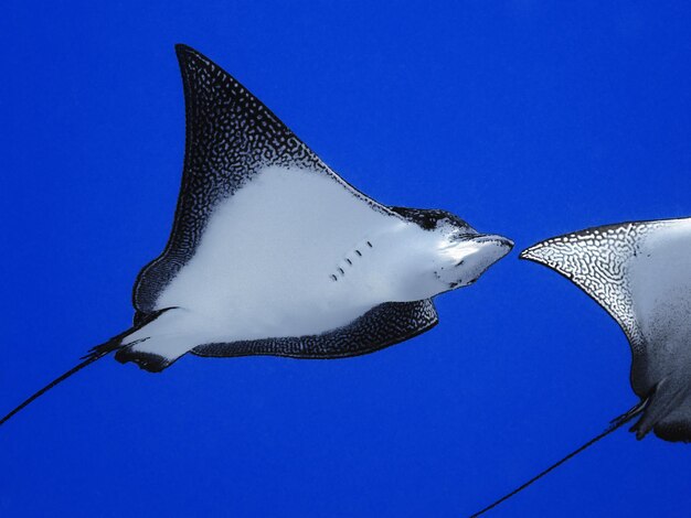 Photo low angle view of stingray swimming