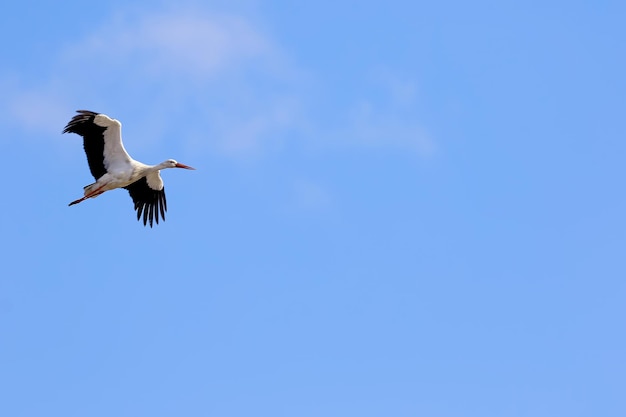澄んだ青い空に照らされて飛ぶカモメの低角度の景色