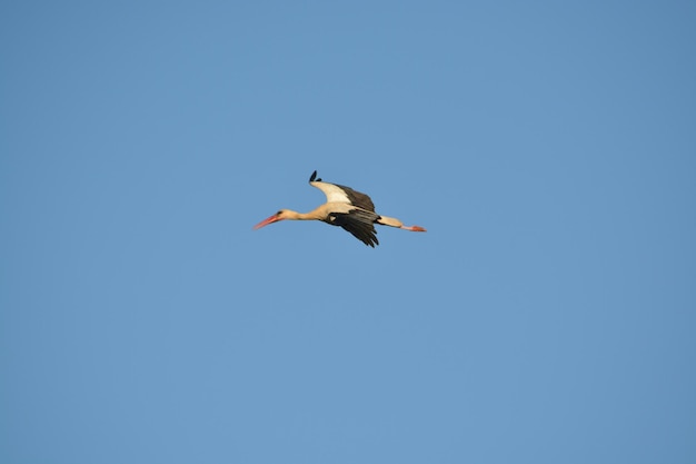 Low angle view of stork flying against clear blue sky