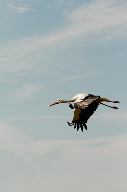 Foto vista a bassa angolazione di una cicogna che vola nel cielo