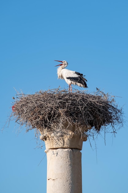 Photo low angle view of stork perching in nest on ancient column against sky