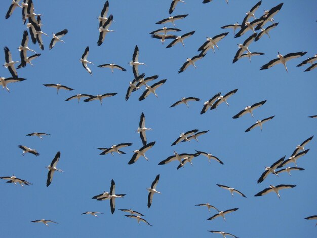 Photo low angle view of storks flying in clear blue sky