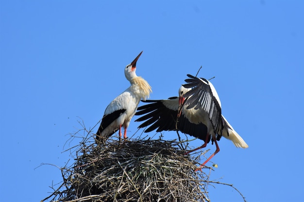 Photo low angle view of storks in nest against blue sky