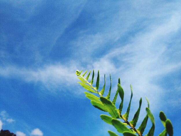 Foto vista a basso angolo di una pianta succulenta contro il cielo blu