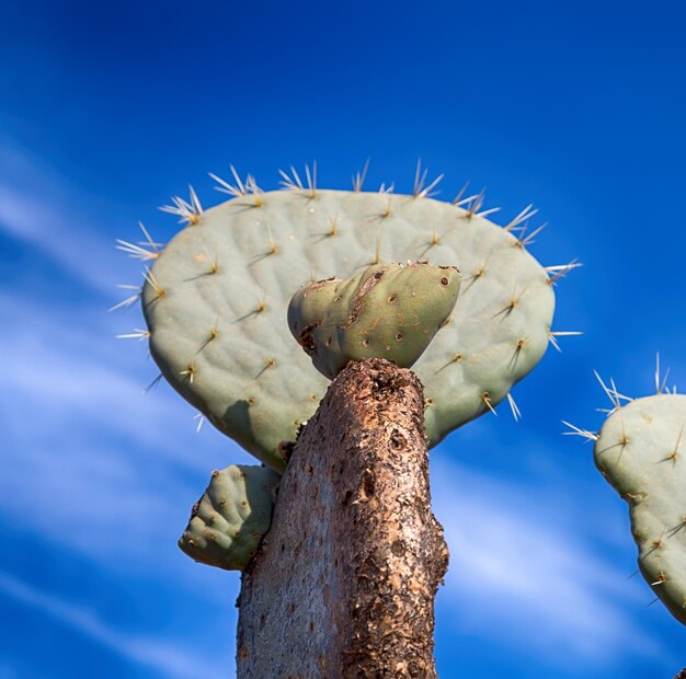 Foto vista a basso angolo di una pianta succulenta contro il cielo blu