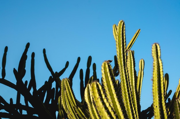 Низкий угол зрения на сочные растения на фоне ясного голубого неба