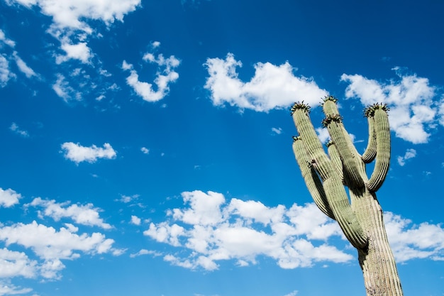 Foto vista a basso angolo di piante succulente contro il cielo blu