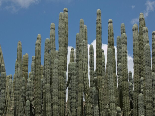 Foto vista a basso angolo di piante succulente contro il cielo
