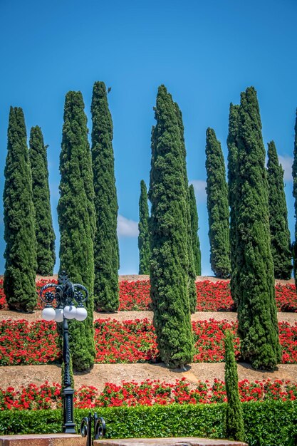 Low angle view of succulent plants and trees against sky