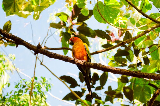 Low angle view of sun conure perching on tree