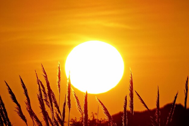 Photo low angle view of sun shining through orange sky