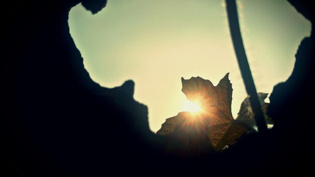 Photo low angle view of sun shining through silhouette tree