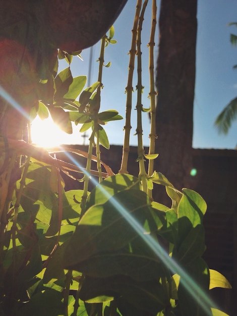 Foto vista a bassa angolazione del sole che splende attraverso l'albero