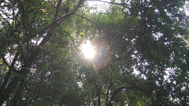 Photo low angle view of sun shining through trees