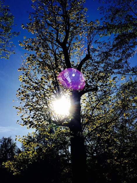 Foto vista a basso angolo del sole che splende attraverso gli alberi