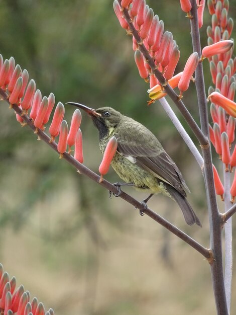 Photo low angle view of sunbird perching on branch