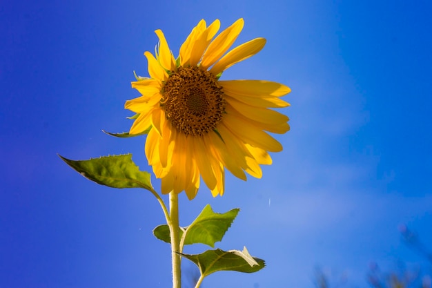 Low angle view of sunflower against blue sky