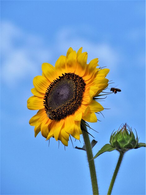 Low angle view of sunflower against blue sky