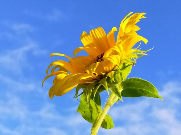 Low angle view of sunflower against blue sky