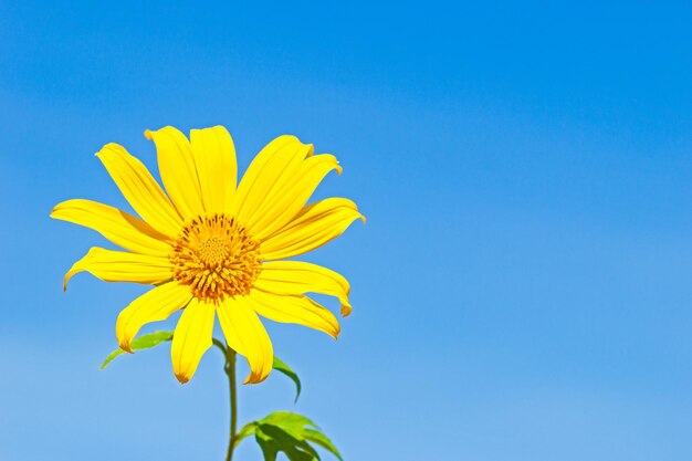 Low angle view of sunflower against blue sky