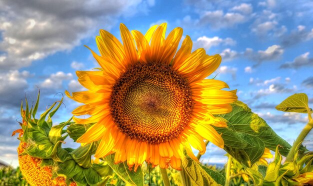 Low angle view of sunflower blooming against sky
