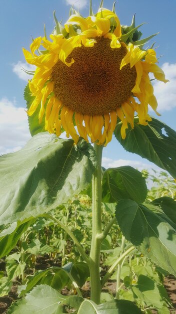 Low angle view of sunflower blooming against sky