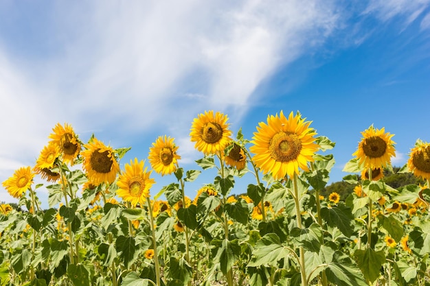 空に照らされた太陽<unk>畑の低角度の景色