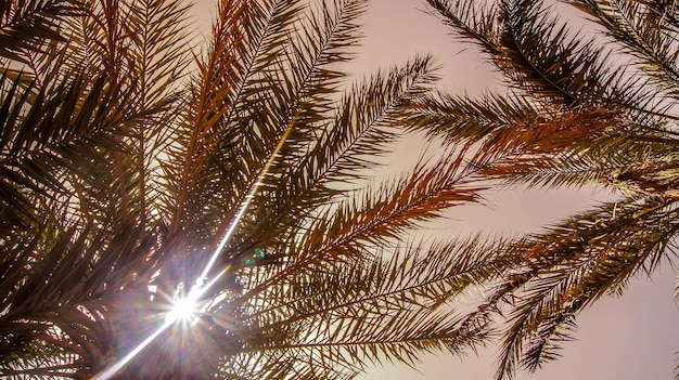 Photo low angle view of sunlight streaming through palm tree