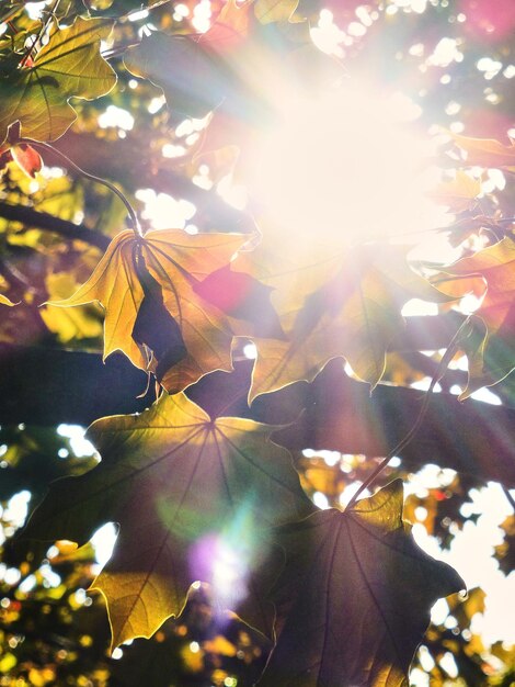 Low angle view of sunlight streaming through tree