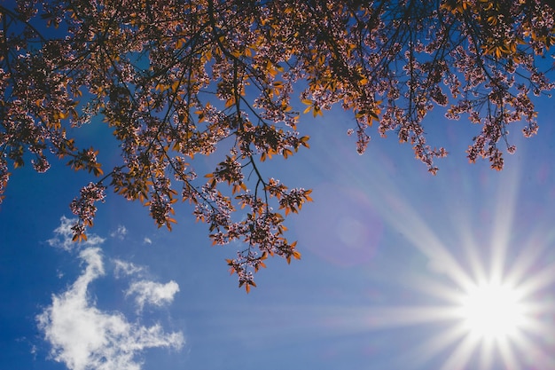 low angle view of sunlight streaming through tree