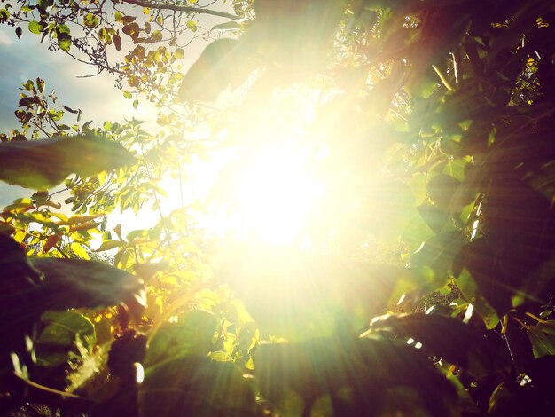 Photo low angle view of sunlight streaming through tree