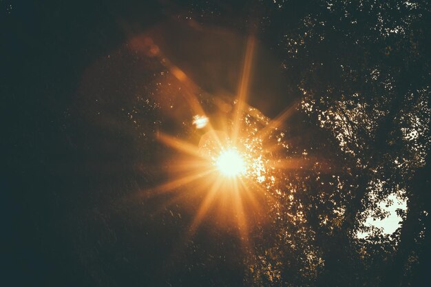 Photo low angle view of sunlight streaming through trees during sunset