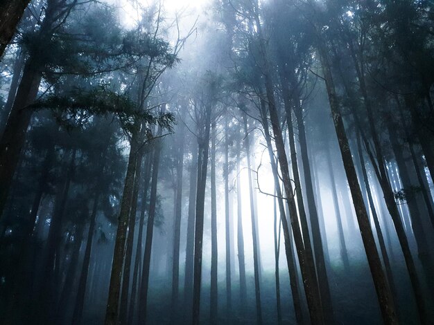 Low angle view of sunlight streaming through trees in forest