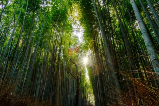 Low angle view of sunlight streaming through trees in forest