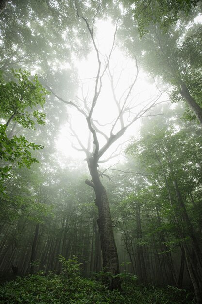 Low angle view of sunlight streaming through trees in forest